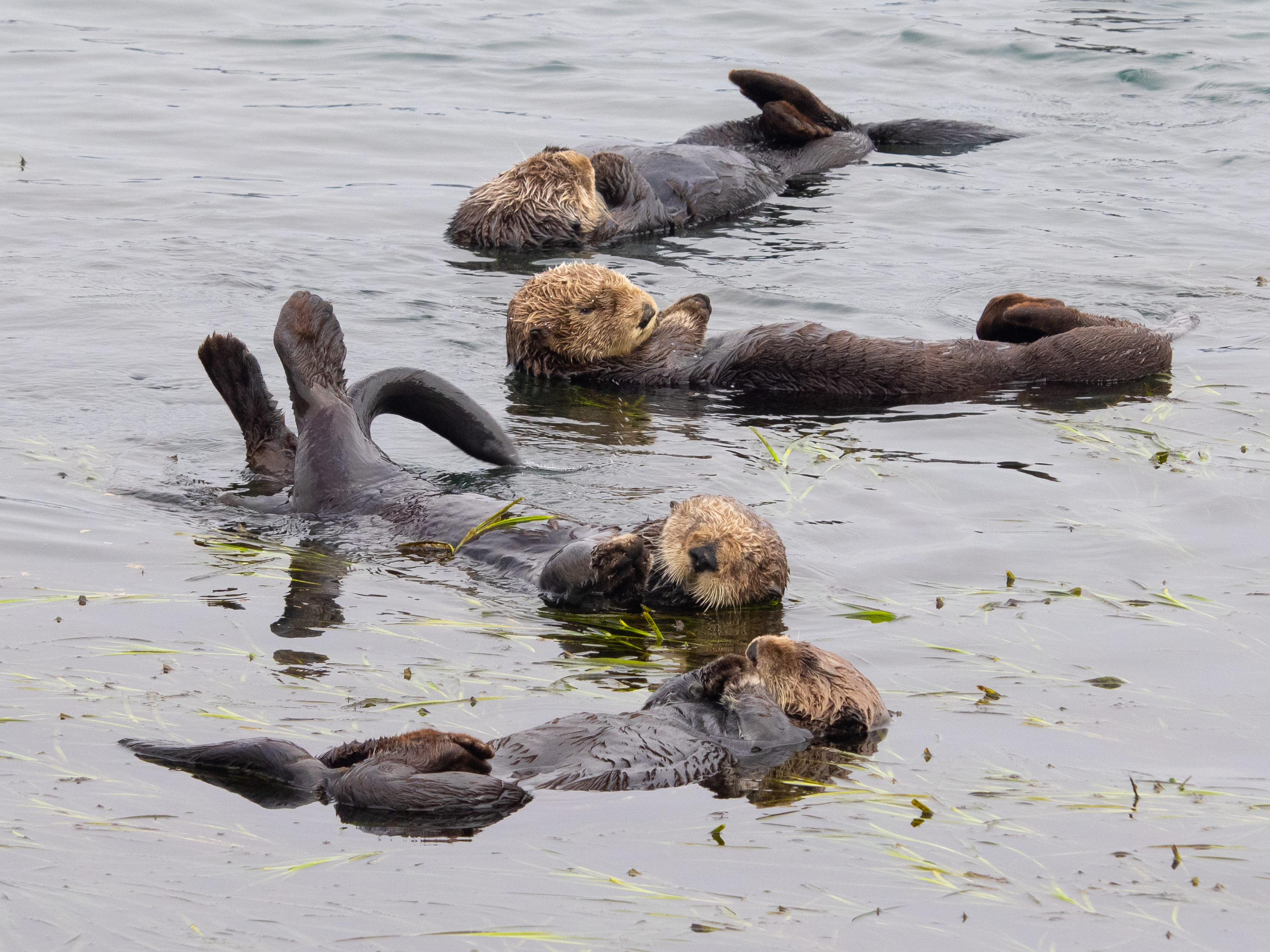 Sea Otter | Defenders of Wildlife